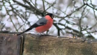 Bullfinch Singing