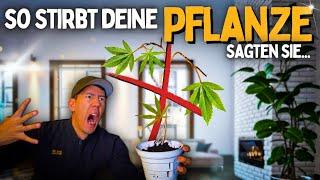 Ohne Growbox anbauen ABER RICHTIG  Profis meckern rum: Samen & Pflanze richtig anbauen!