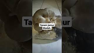 jamur tiram,budidaya jamur,cara budidaya jamur tiram