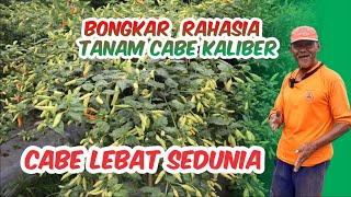 BONGKAR RAHASIA SUBUR DAN LEBATNYA CABE KALIBER