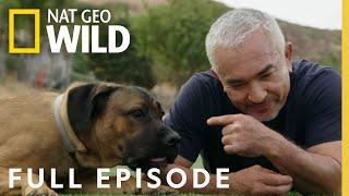 Canine Quarantine (Full Episode) | Cesar Millan: Better Human Better Dog