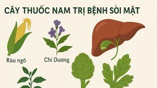 Cây thuốc nam trị bệnh sỏi mật