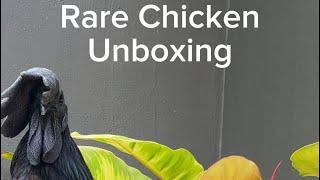 Rare Chicken Haul: Most expensive chicken, smallest in the world, rare black iron feather, frizzle …