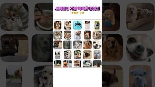 세계에서 가장 똑똑한 강아지 Top10 #강아지 #dog #top10 #ranking