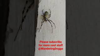 Big Wasp Spider on my window Boris the Spider Creepy crawly #shorts #spider #animals