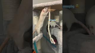 My Pet Rat Has Recovered From Surgery!