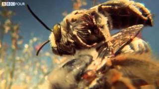 The Life of Blister Beetles - Insect Worlds - Episode 3 Preview - BBC Four