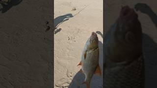 #тарань #плотва #fishing #рыбалка #запорожье #украина #днепр #фидер #top