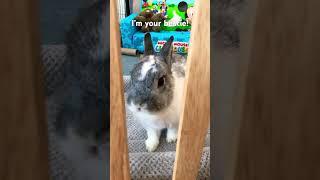 Snowy is your bestie!    #bunny #rabbit #shorts #trending #viral #trend #pets #animals #cute