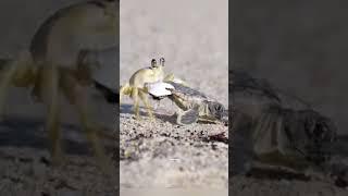 Why Baby Turtles Don’t Survive?
