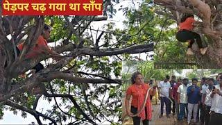 पेड़पर चढ़कर किया रेस्क्यू.. निर्जरका और एक निडर रेस्क्यू..। Adventurous snake rescue