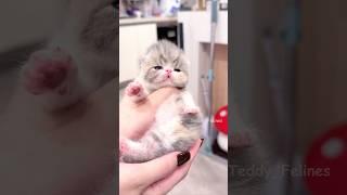 This Kitten Just Melted My Heart! #cat #cute #cats #kitten