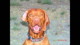 Colorado/Wyoming Vizsla Rescue Group Video