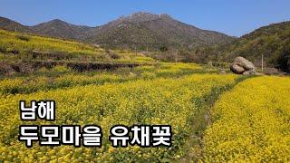 남해[4K] "두모마을 유채꽃" NAMHAE