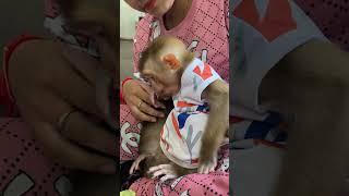 Look so cute baby monkey #imonkey #babymonkey #monkey168 #babyprimate #cute #monkey05 #babyanimal