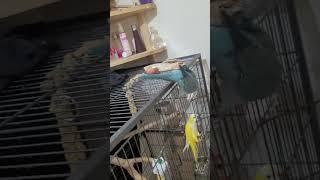 Quaker Parrot | my obedient Parrot #shorts