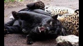 Jaguar vs Leopard real Fight - Wild Animals Attack