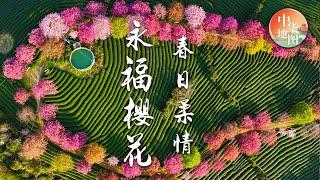 美得让人窒息！中国最美樱花茶园：永福樱花园，绚丽樱花与青翠茶山交相辉映「花开中国」