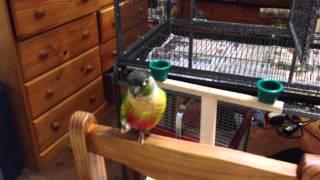 Green cheek conure Triton doing tricks