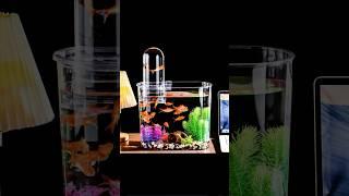 aquariumsets#sithara aquariums #shorts