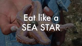 Do-it, Do-it! Eat like a Sea Star