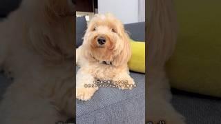 ボサボサのミックス犬がトリミングで大変身何犬か分かるかな？#shorts