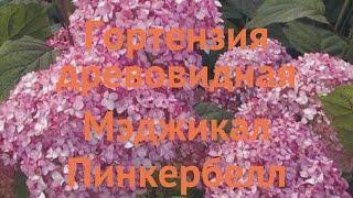 Гортензия древовидная Мэджикал Пинкербелл  обзор: как сажать, саженцы гортензии Мэджикал Пинкербелл