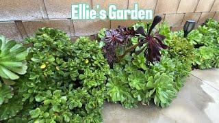 Ellie's Garden - November 2024