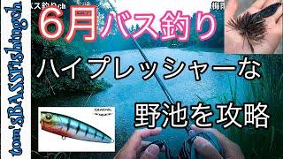 【埼玉　バス釣り】超有名野池でバス釣り！ 梅雨の野池で楽しむ！