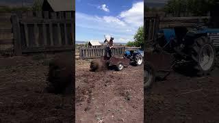 Подготовка пашни для картошки