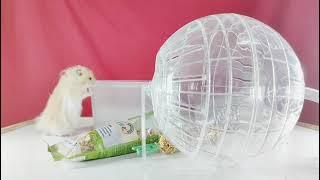 Shopping And Restock Hamster Necessities | Food/Snack - Bathing Sand - Exercise Ball