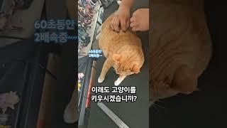 고양이 키우시겠습니까!!!