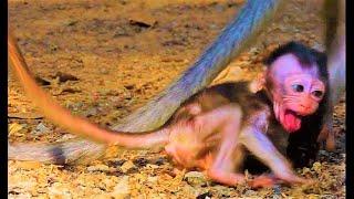 Best Action Of Baby Monkey Was W.e.aned But Baby Not Agree To St0p Milk Feeding Even Mom W.a.rned