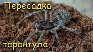 Пересадка южнорусского тарантула