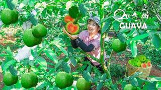 Harvesting Guava Fruit goes to the Market to Sell - Gardening |Lucia Daily Life