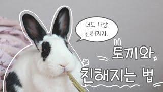 토끼 키우기| 토끼와 교감하기|토끼와 친해지는 법