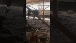 Демонтаж крыши #демонтажныеработы #демонтаж #демонтажзданий
