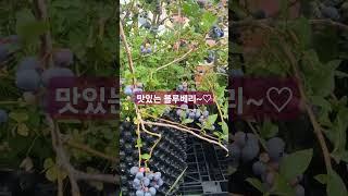 맛있는 블루베리~ #장마 #행복한나무농장 #블루베리묘목 #신품종