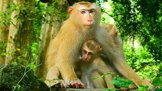 Baby Lucie monkey tries to breastfeed her mama Luna &  Angela come to see how Lucie get milk