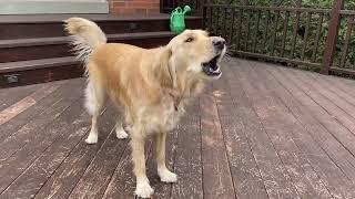 Barking Golden Retriever spots an airplane in the sky!