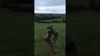 Slow motion feather catch staffy x lurcher Sasha