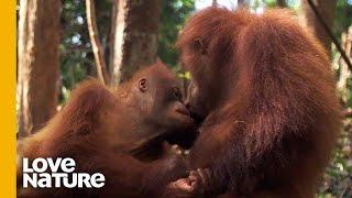 Orangutan Friendship is No Monkey Business | Love Nature