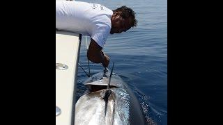 Un sogno avverato. Tonno da 305 kg