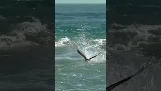 Burung Elang Tangkap Ikan di Laut#shorts