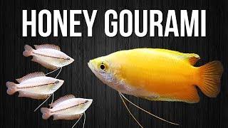 How to Breed Honey Gouramis