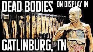 BODIES HUMAN: Downtown Gatlinburg's NEW Educational Attraction |REAL PRESERVED BODIES ON DISPLAY!|