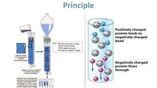 Ion Exchange Chromatography - Theory and Principle