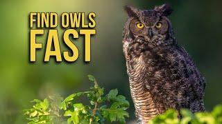 How to FIND and PHOTOGRAPH OWLS where you live - Wildlife photography - Nikon Z9
