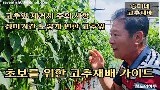 초보를 위한 고추재배 가이드ㆍ노랗게 변한 고추잎ㆍ고추농사ㆍ텃밭농사