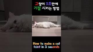 고양이 3초만에 기절시키는 방법 / How to make a cat faint in 3 seconds #cat #고양이 #고양이일상 #고양이영상 #고양이집사 #cats